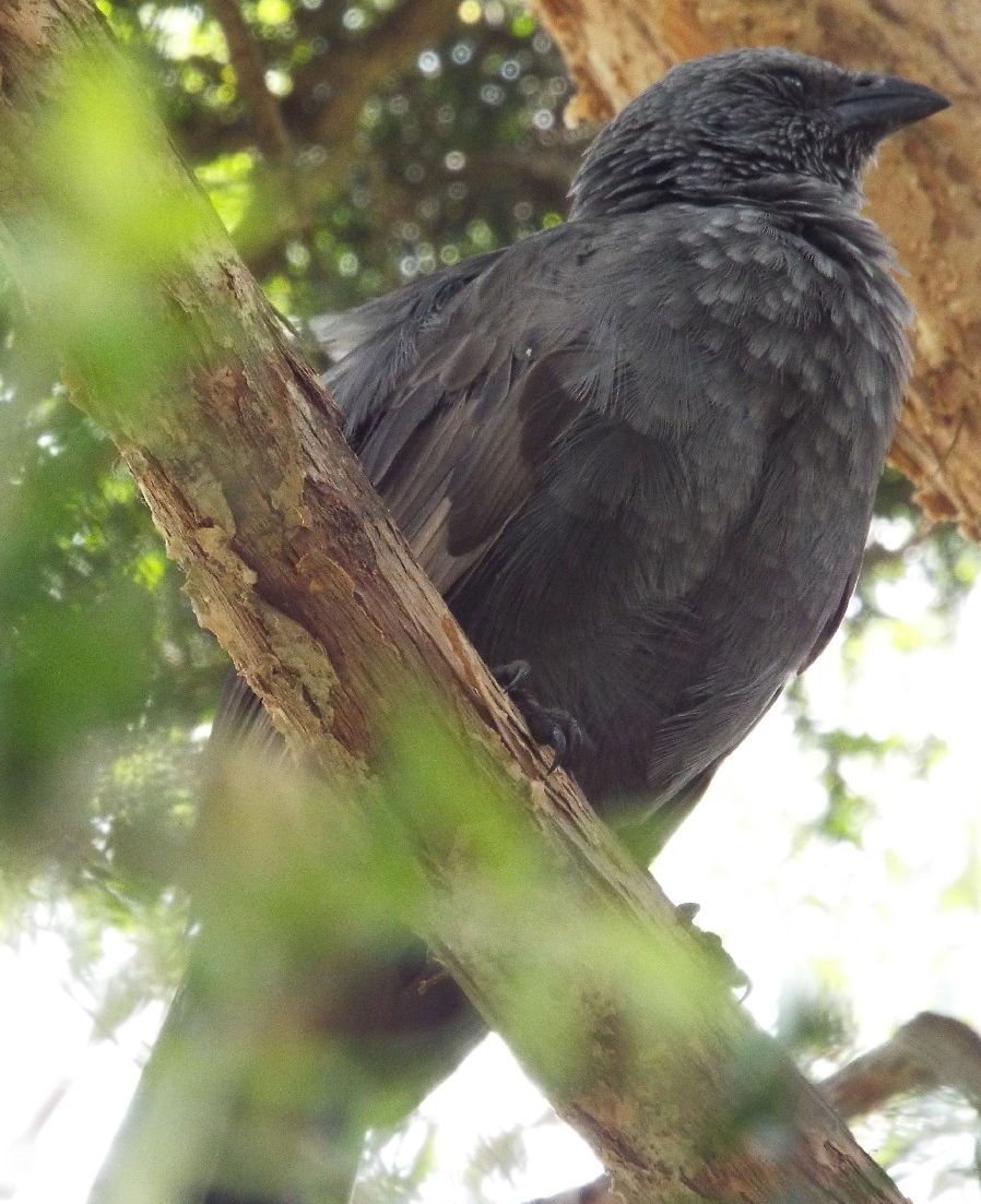 Passeriforme allo zoo di Melbourne  : Struthidea cinerea